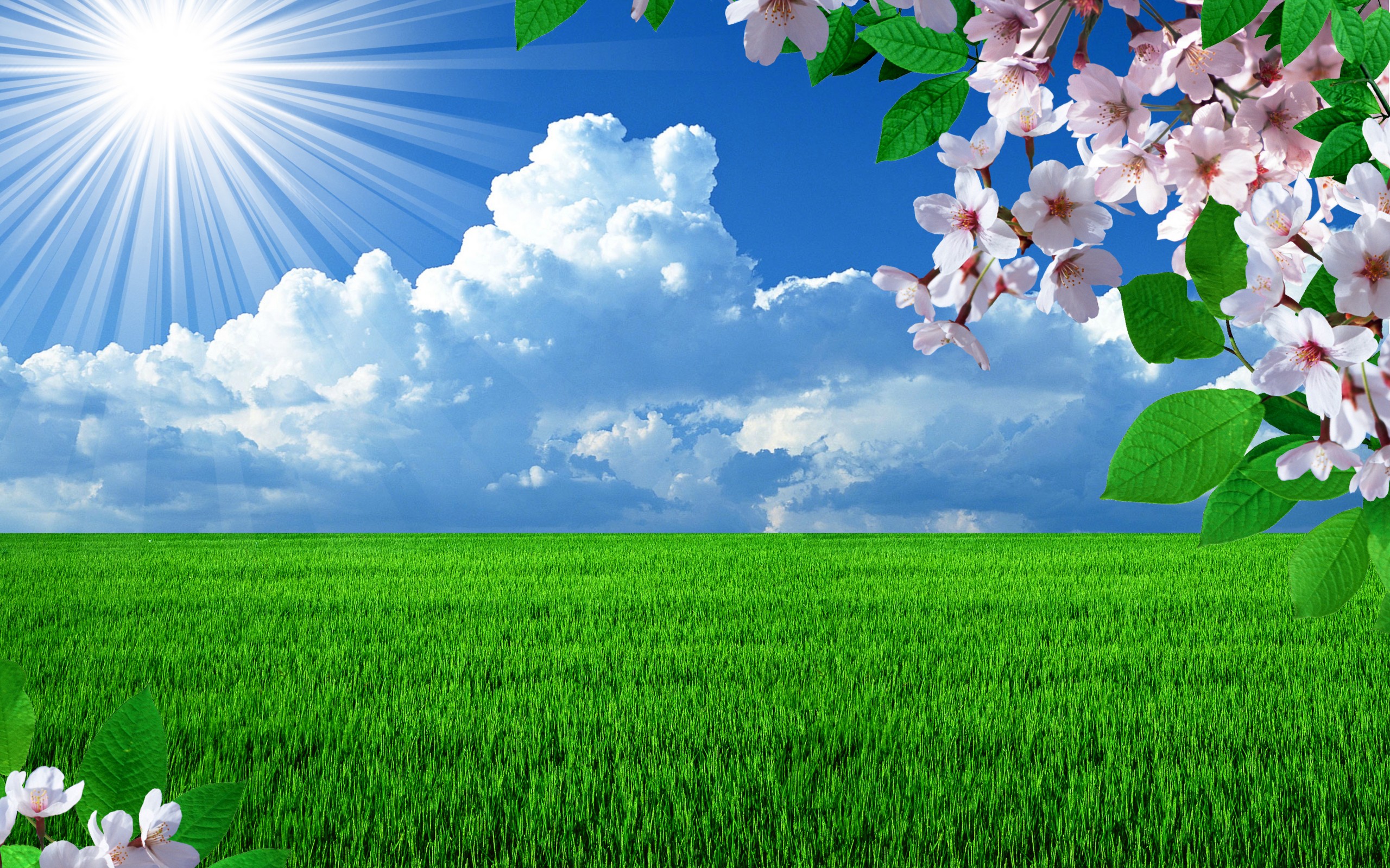 spring, Field, Branch, Blossom, Cherry, Sun, Grass, Sky, Clouds, Seasons Wallpaper