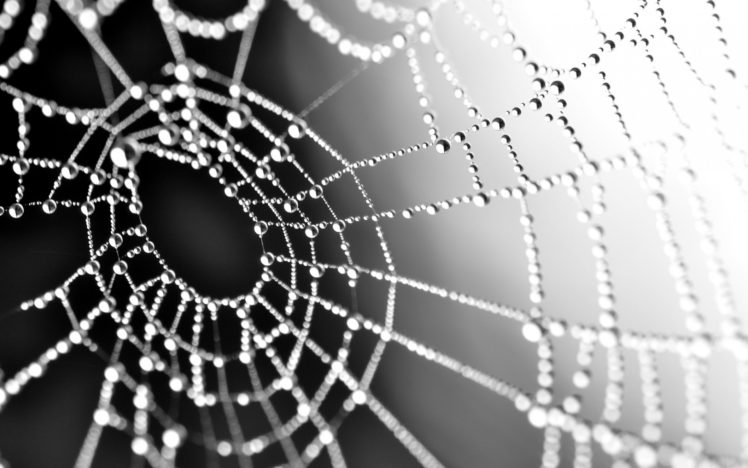 macro, Spiderweb, Webs, Water, Drops, Reflection, Dew, Spiders, Insects HD Wallpaper Desktop Background