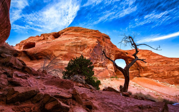 desert, Rock, Tree HD Wallpaper Desktop Background