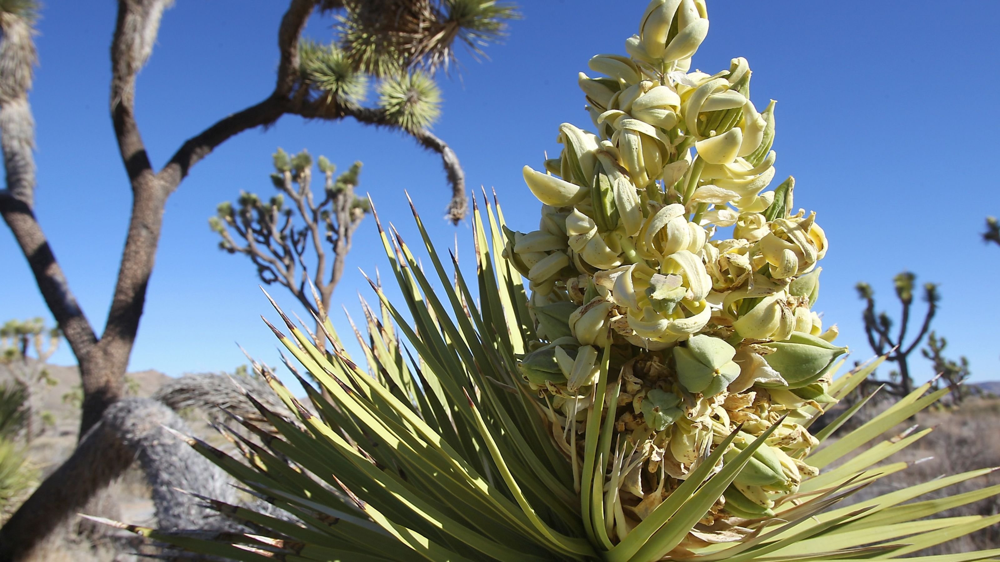 joshua, Tree, Bloom, Flower Wallpaper