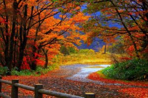 autumn, Fall, Trees, Fence, Path, Trail, Colorful, Leaves, Foliage