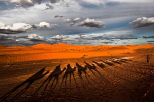camel, Shadow, Silhouette, Desert
