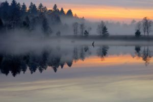 morning, Pond, Forest, Mist, Smooth, Surface, Lake, Sunrise, Trees, Fog, Sky, Shore, Reflection