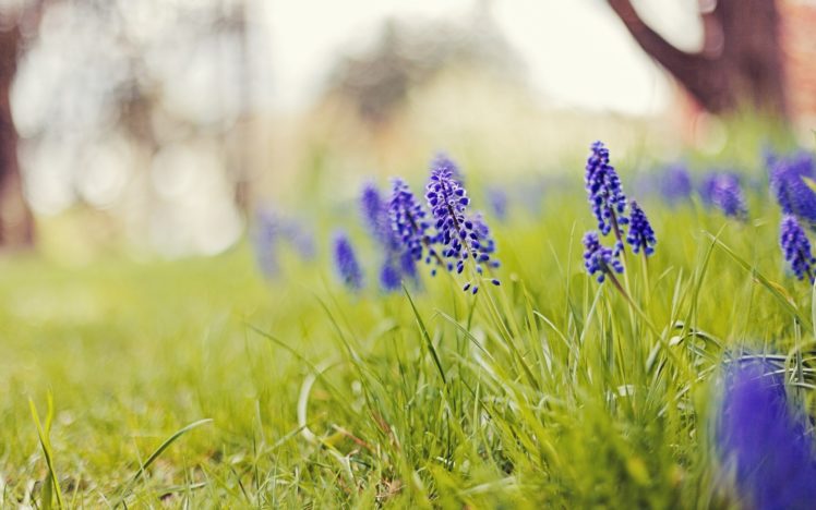 nature, Flowers, Grass, Depth, Of, Field, Blue, Flowers, Hyacinths HD Wallpaper Desktop Background