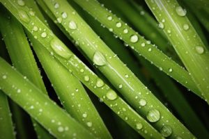 green, Nature, Grass, Water, Droplets, Dew