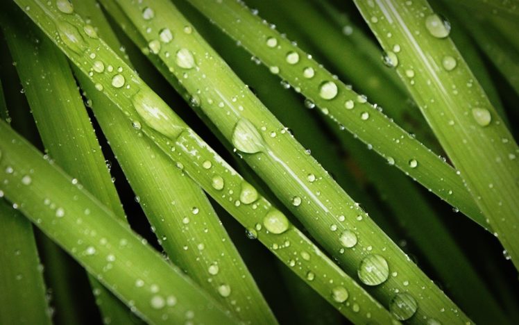 green, Nature, Grass, Water, Droplets, Dew HD Wallpaper Desktop Background