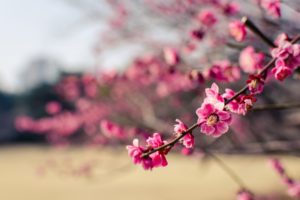 japan, Park, Plum, Tree, Branches, Flowers, Pink, Petals, Close up, Blurred