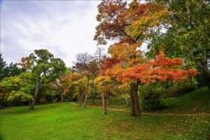 seasons, Autumn, Park, Trees, Grass, Trail, Nature, Forest, Garden
