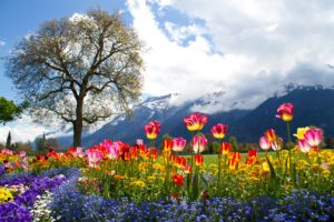 scenery, Mountains, Tulips, Bellis, Petunia, Alps, Clouds, Trees, Nature, Tulip, Meadow