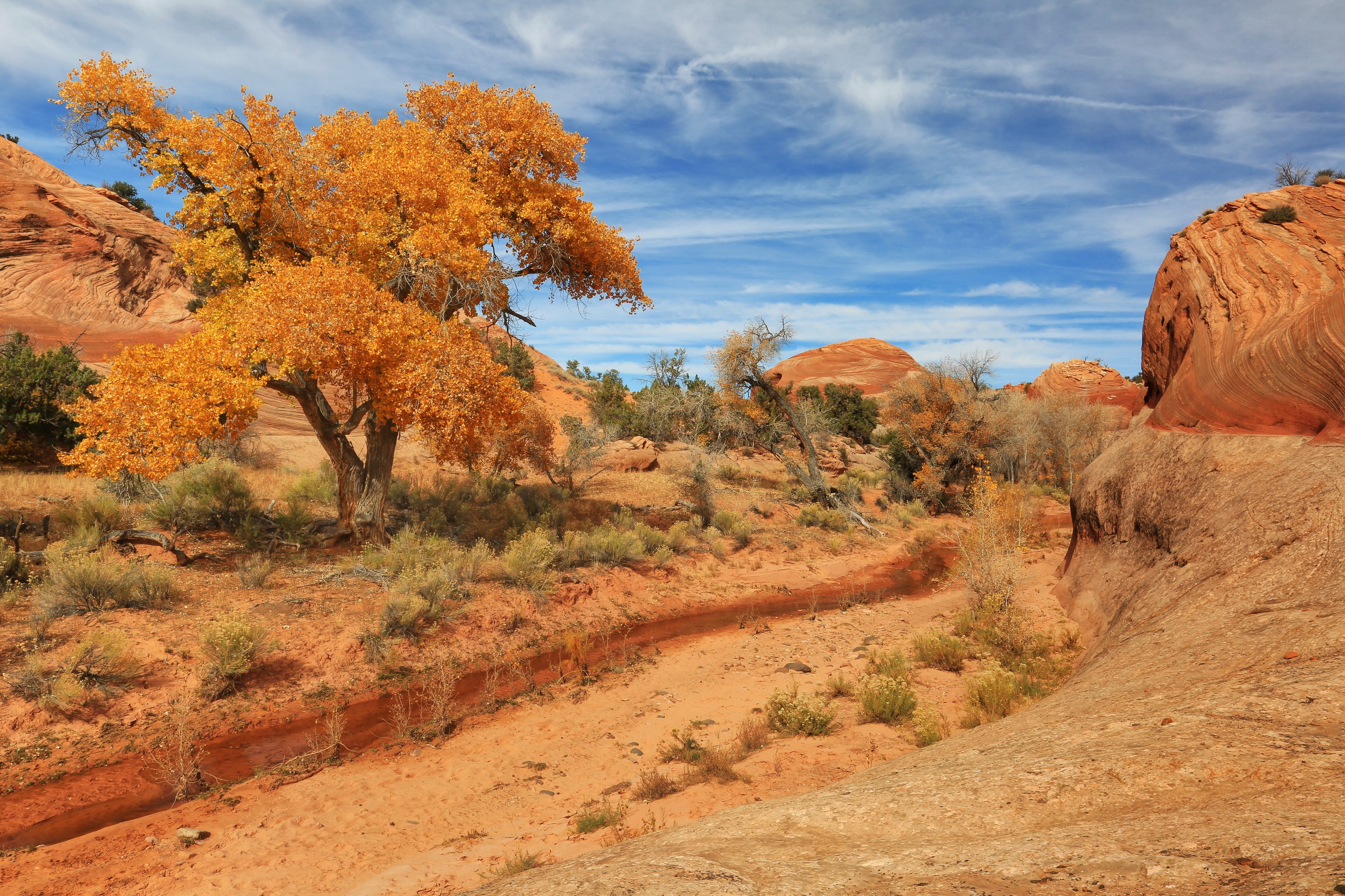 usa, Pars, Sky, Utah, Trees, Sand, Nature, Desert, Landscape Wallpaper