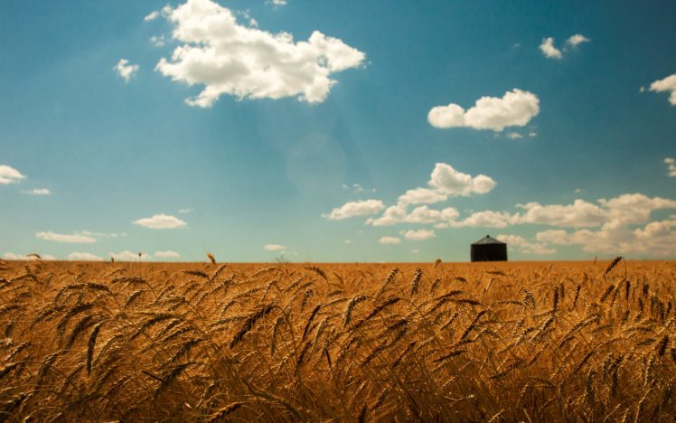 summer, Wheat, Field, Gold, Spikes, Sky, Clouds, Landscapes, Grass HD Wallpaper Desktop Background