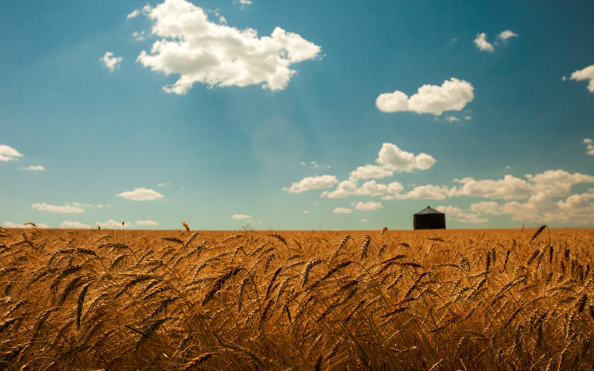 summer, Wheat, Field, Gold, Spikes, Sky, Clouds, Landscapes, Grass Wallpaper