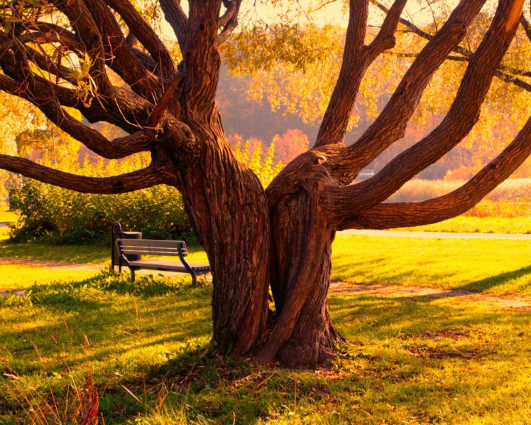 landscapes, Nature, Trees, Autumn,  season , Grass, Bench, Parks HD Wallpaper Desktop Background