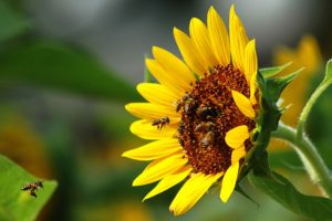 flowers, Insects, Bees, Sunflowers