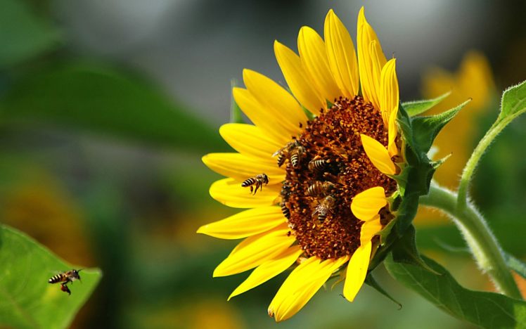 flowers, Insects, Bees, Sunflowers HD Wallpaper Desktop Background