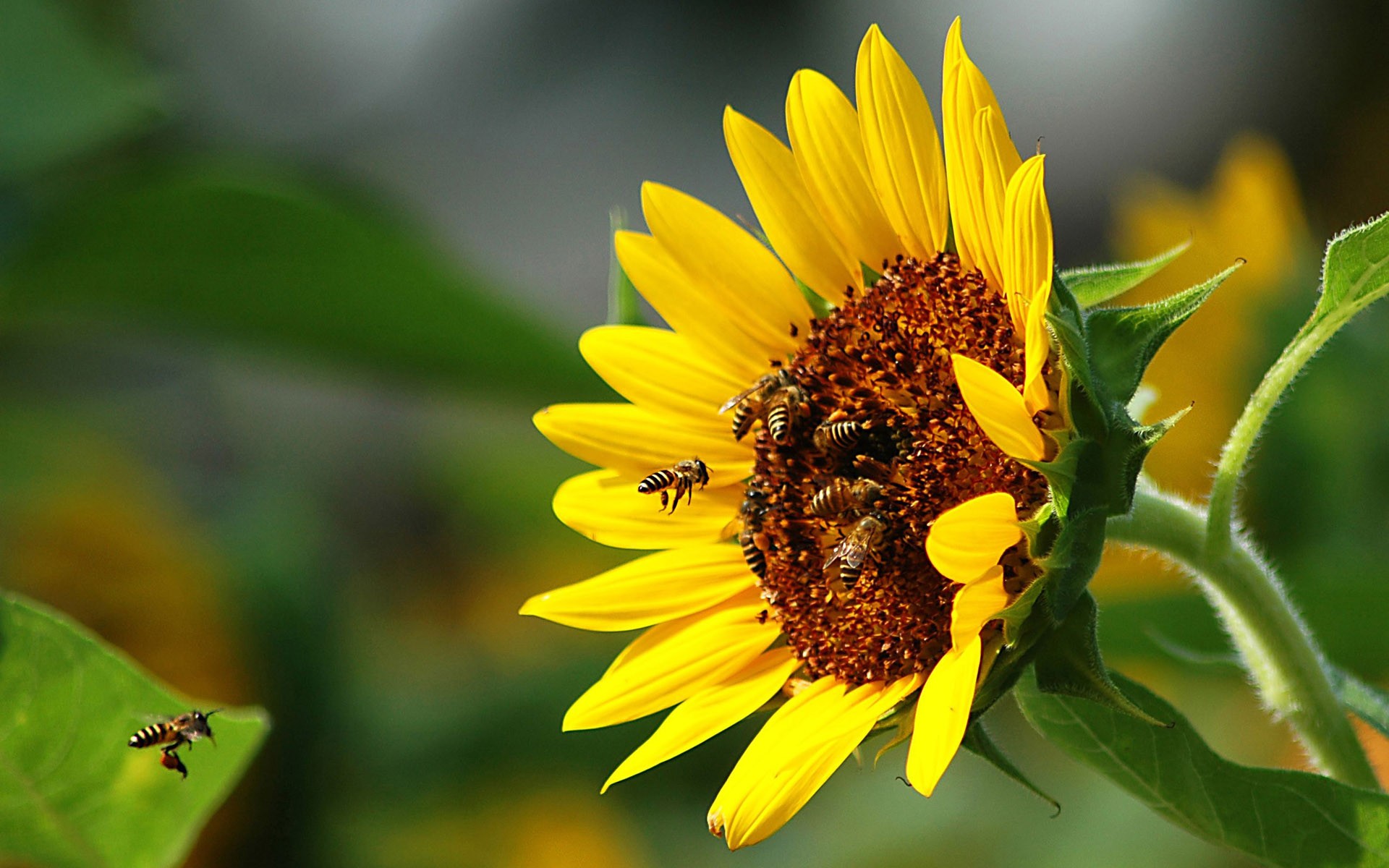 flowers, Insects, Bees, Sunflowers Wallpaper