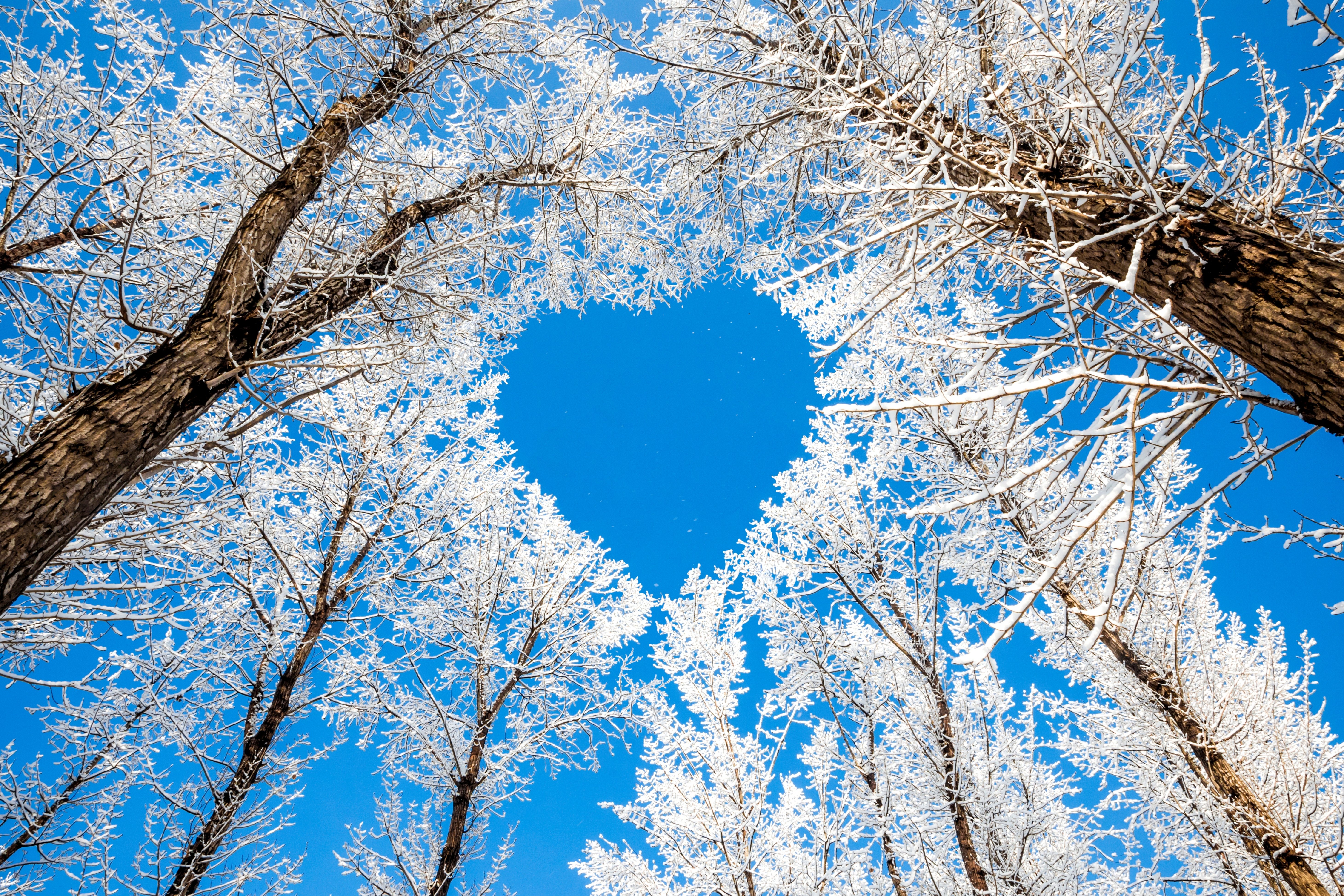 trees, Branches, Winter, Nature, Snow, Sky, Heart, Heart, Love Wallpaper