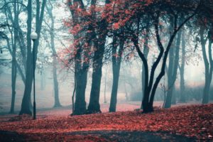 landscapes, Trees, Autumn,  season , Leaves, Fog, Lanterns, Parks, Fallen, Leaves