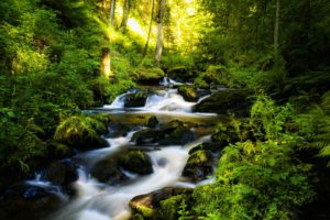 forest, Waterfall, Rocks, Trees, Rivers, Stream, Landscape, Plants