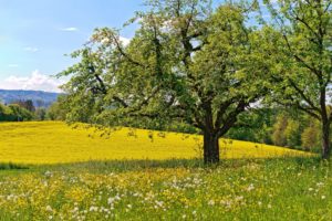 meadow, Flowers, Dandelions, Trees, Spring, Landscapes, Fields