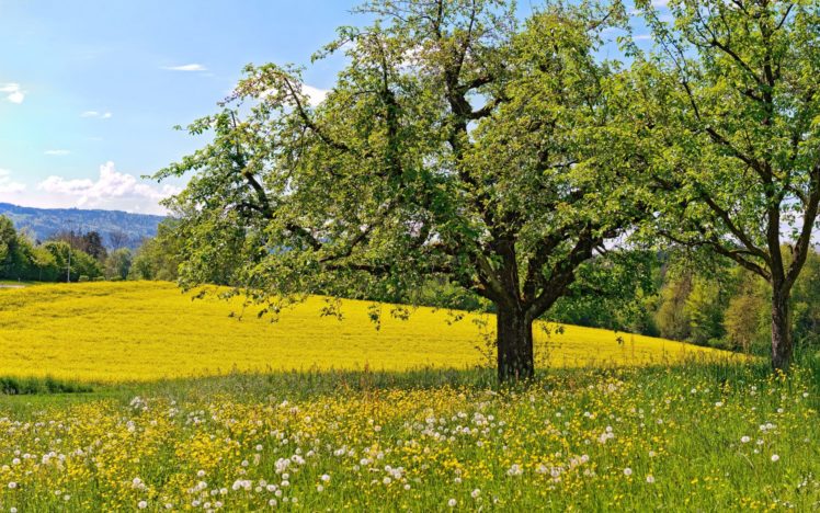 meadow, Flowers, Dandelions, Trees, Spring, Landscapes, Fields HD Wallpaper Desktop Background