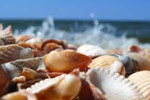 nature, Sea, Beach, Shell