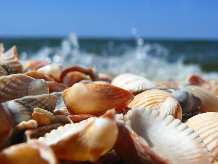 nature, Sea, Beach, Shell HD Wallpaper Desktop Background