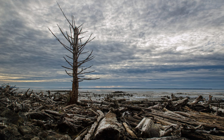 tree, Wood, Shore, Beaches, Lakes, Rivers, Landscapes, Sky, Clouds, Sunset, Sunrise, Driftwood HD Wallpaper Desktop Background