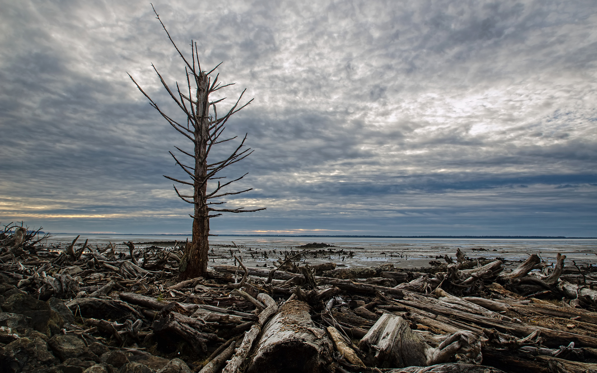tree, Wood, Shore, Beaches, Lakes, Rivers, Landscapes, Sky, Clouds, Sunset, Sunrise, Driftwood Wallpaper