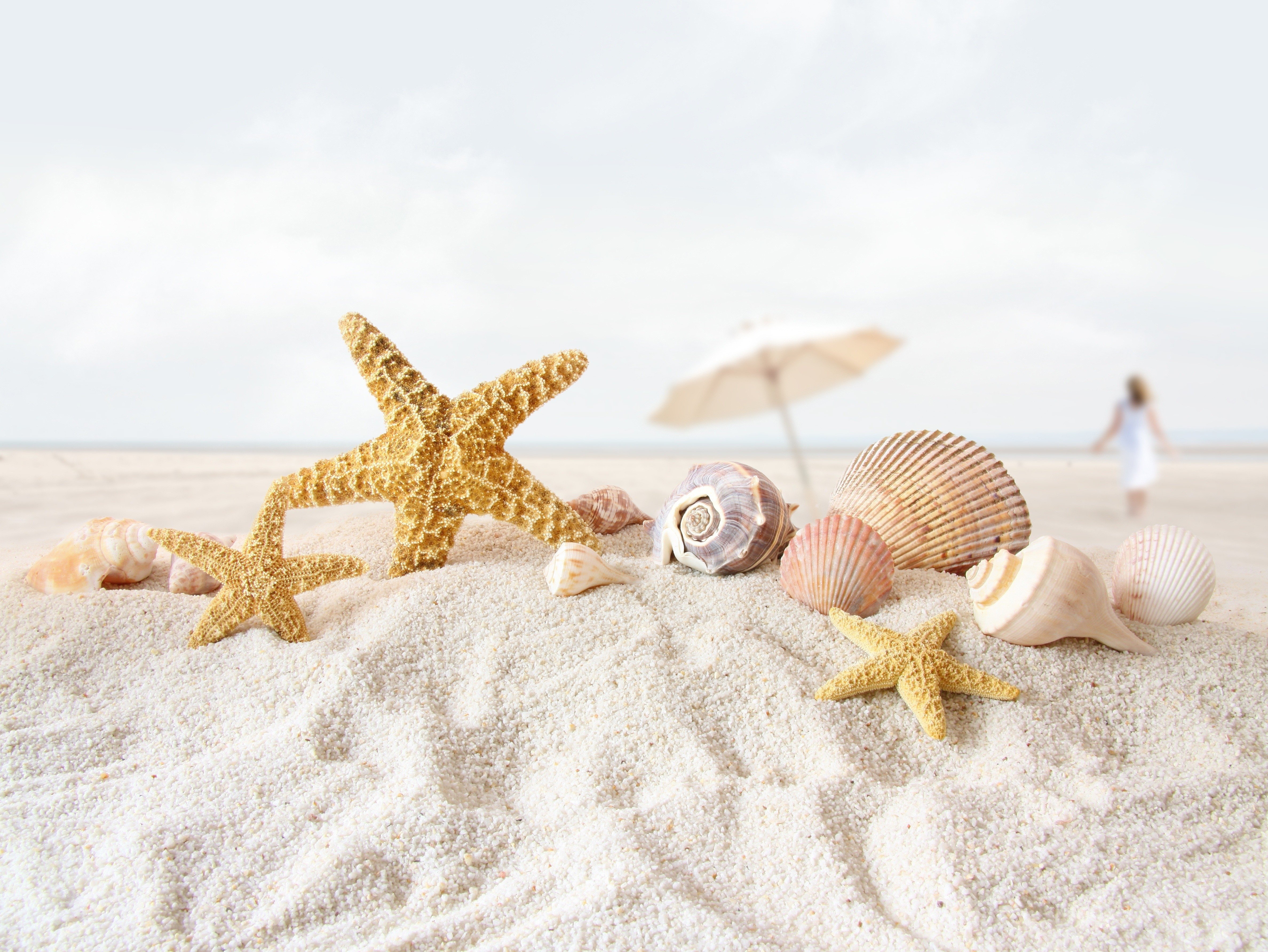 beach, Sand, Starfish, Seashells, Depth, Of, Field, Umbrellas Wallpaper