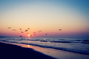 sea, Birds, Sunset, Sea, Beautiful, Mood