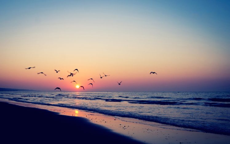 sea, Birds, Sunset, Sea, Beautiful, Mood HD Wallpaper Desktop Background