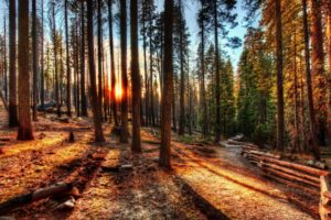 forest, Sunrise, Sunset, Usa, Trees, Hdr, California, Yosemite, Nature, Photo, Fence