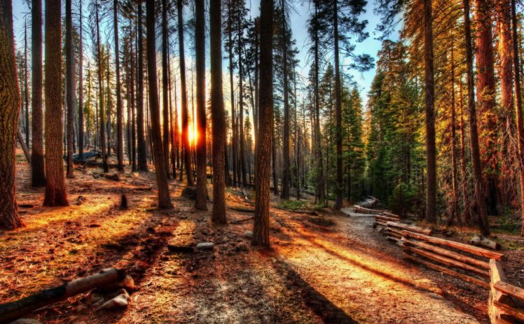 forest, Sunrise, Sunset, Usa, Trees, Hdr, California, Yosemite, Nature, Photo, Fence HD Wallpaper Desktop Background