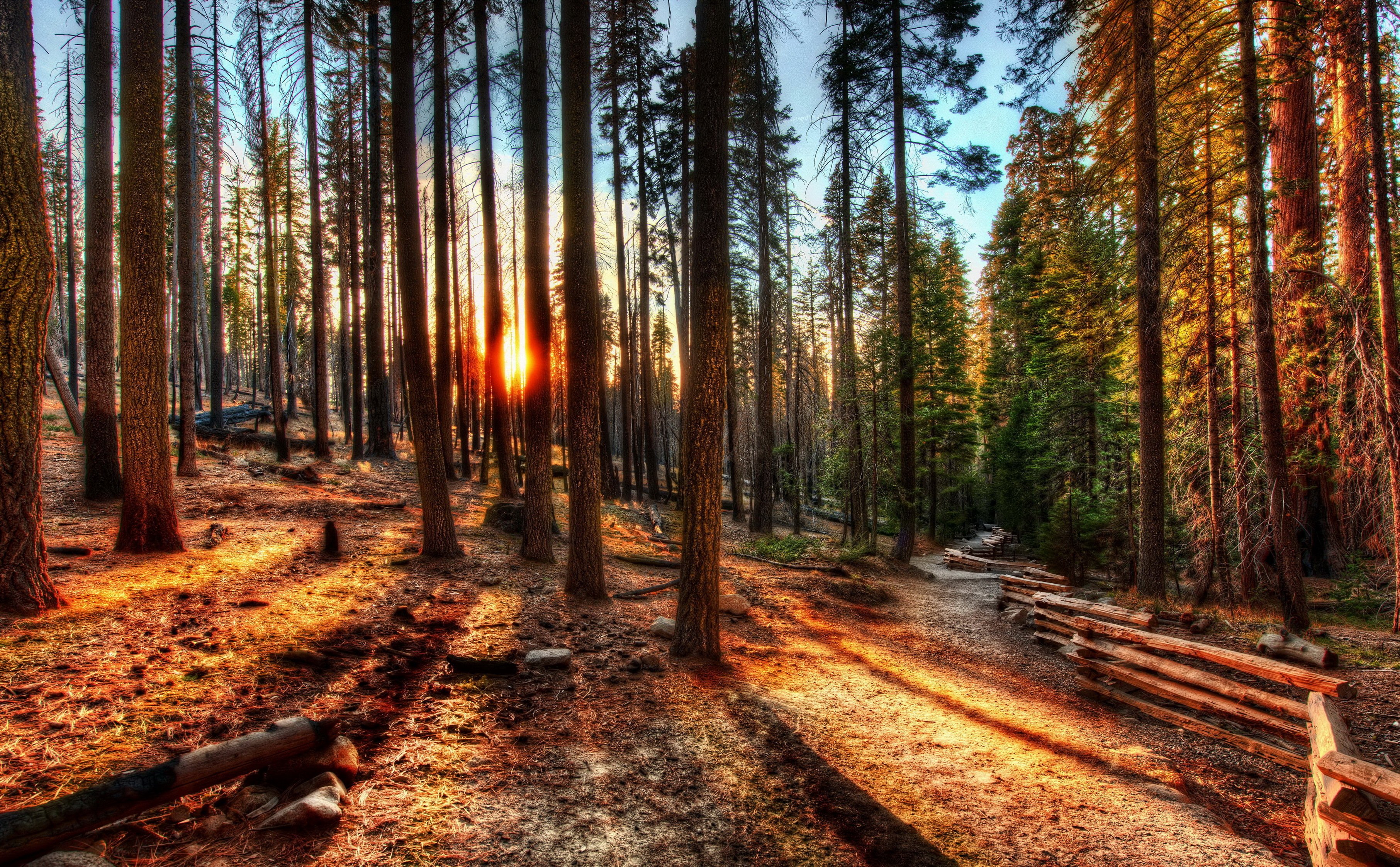 forest, Sunrise, Sunset, Usa, Trees, Hdr, California, Yosemite, Nature, Photo, Fence Wallpaper