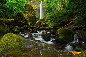 stones, Moss, Forest, Waterfall, River, Columbia, Oregon, United, States