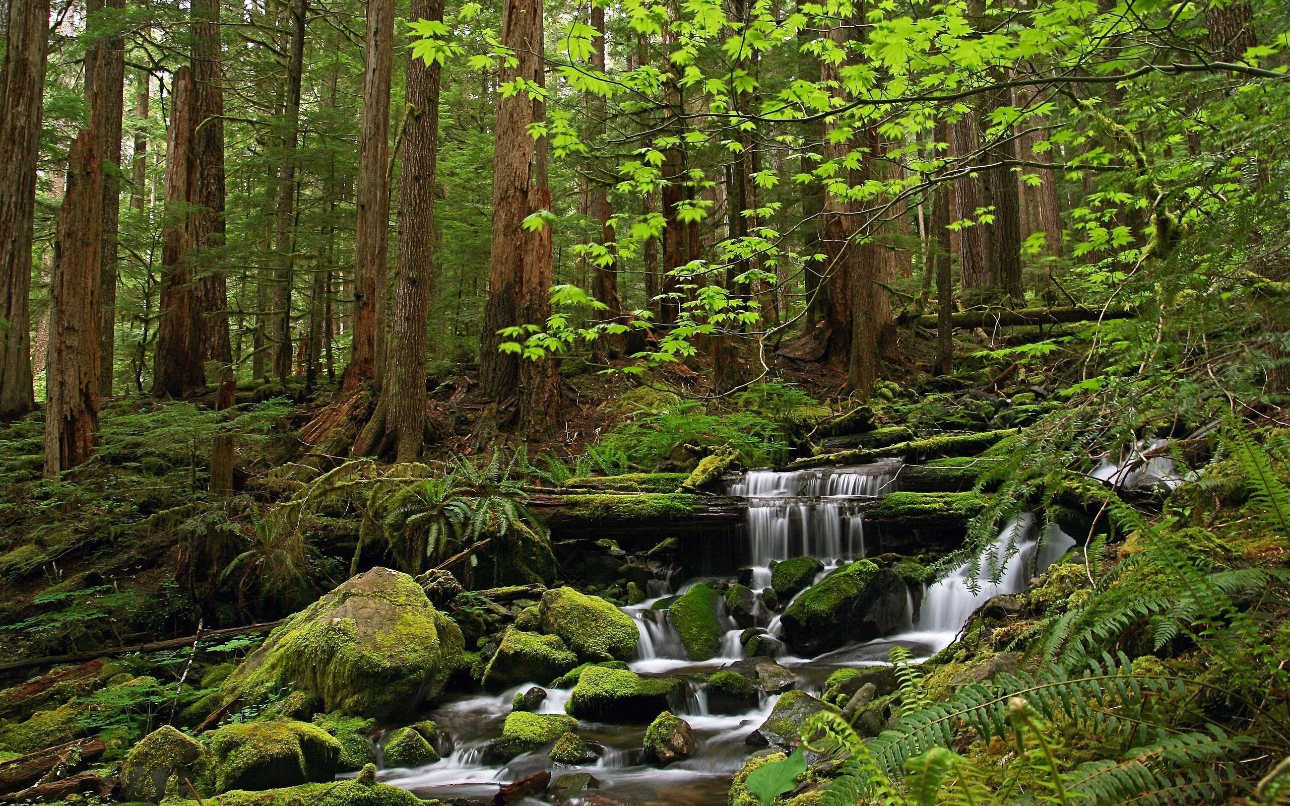 Landscape Nature Beautiful Forest Area Wild Sky Landscapes