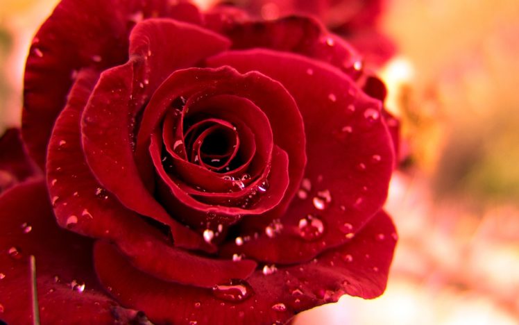 flower,  , Life,  , Love,  , Purple,  , Rose,  , Dewdrop, Rose, Red HD Wallpaper Desktop Background