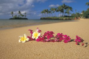 beach, Sand, Flowers, Hawaii, Palm, Trees, Oahu, Pink, Flowers, Plumeria