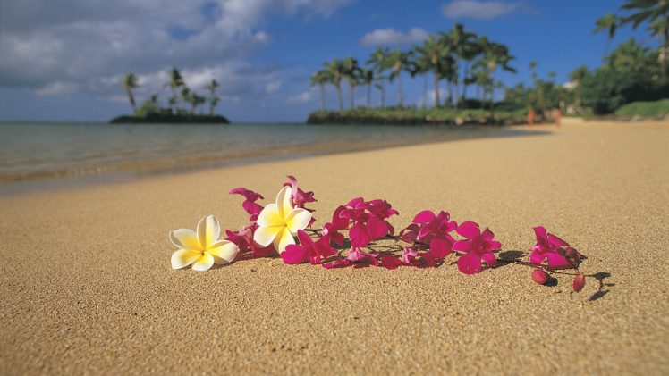 beach, Sand, Flowers, Hawaii, Palm, Trees, Oahu, Pink, Flowers, Plumeria HD Wallpaper Desktop Background