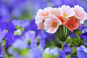 spring, Flowers, Roses, Garden, Nature, Landscape, Romantic, Love