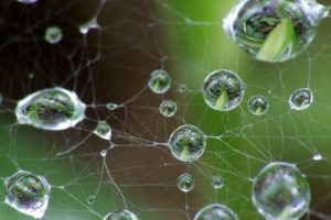 water, Droplets, Macro, Spider, Webs