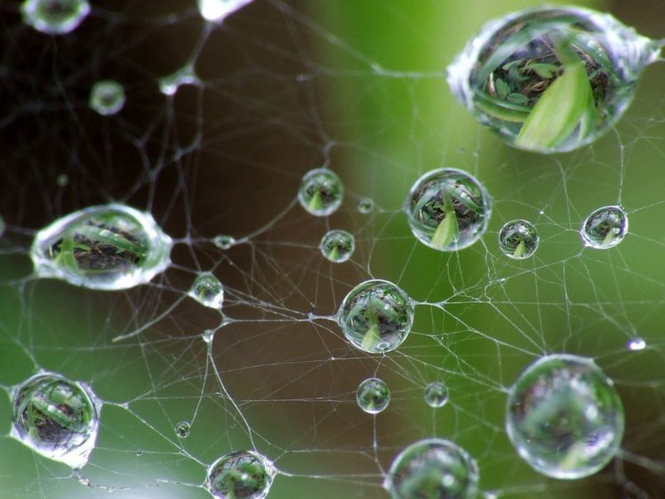 water, Droplets, Macro, Spider, Webs HD Wallpaper Desktop Background