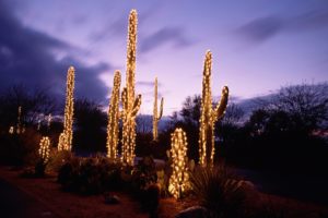 cactus, Desert, Sunset, Evening, Night, Lighting, Lights, Garland, Nature