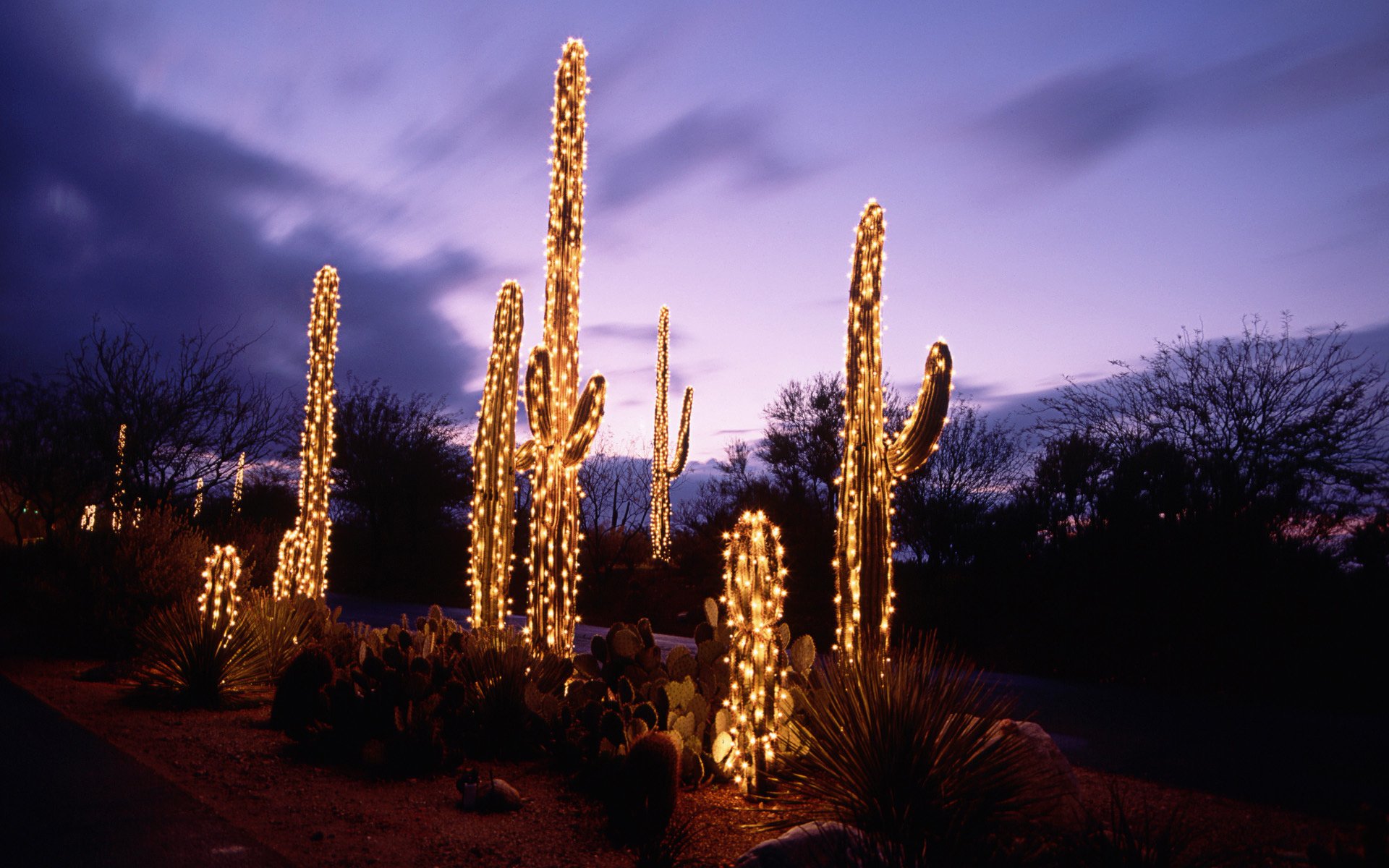 cactus, Desert, Sunset, Evening, Night, Lighting, Lights