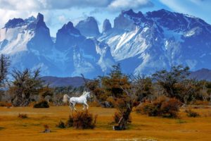 mountains, Trees, Horse, National, Park, Torres, Del, Paine, National, Park, Chile, Patagonia, Autumn