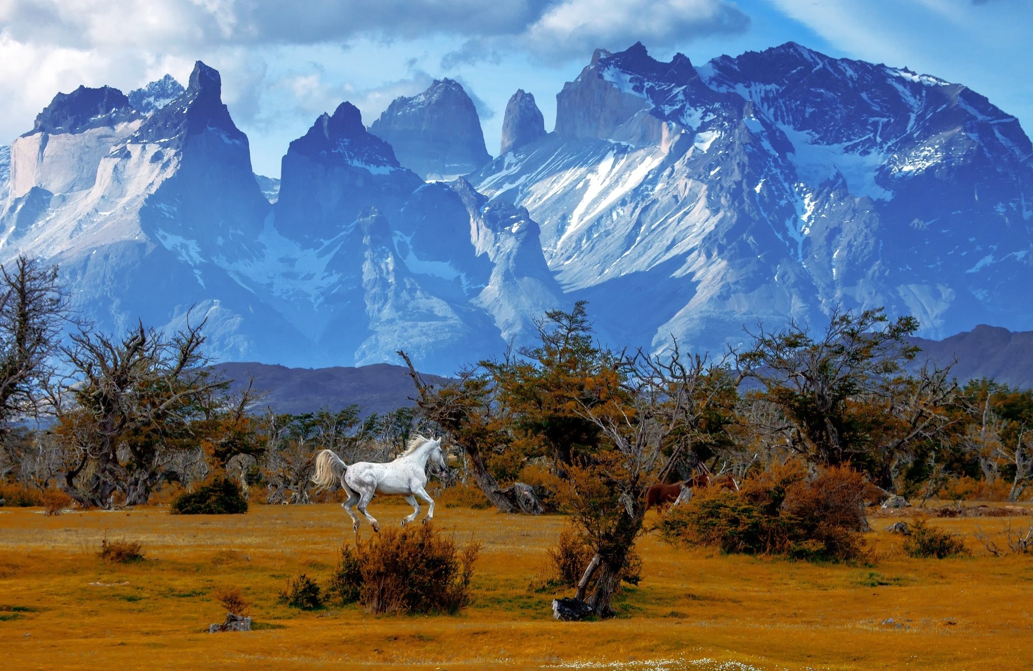 mountains, Trees, Horse, National, Park, Torres, Del, Paine, National, Park, Chile, Patagonia, Autumn Wallpaper