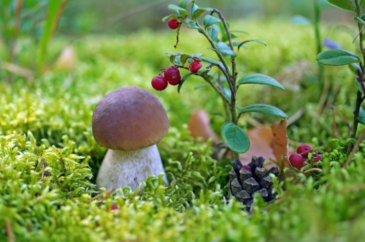 mushroom, White, Mushroom, Boletus, Cranberries, Berries, Moss, Close up HD Wallpaper Desktop Background