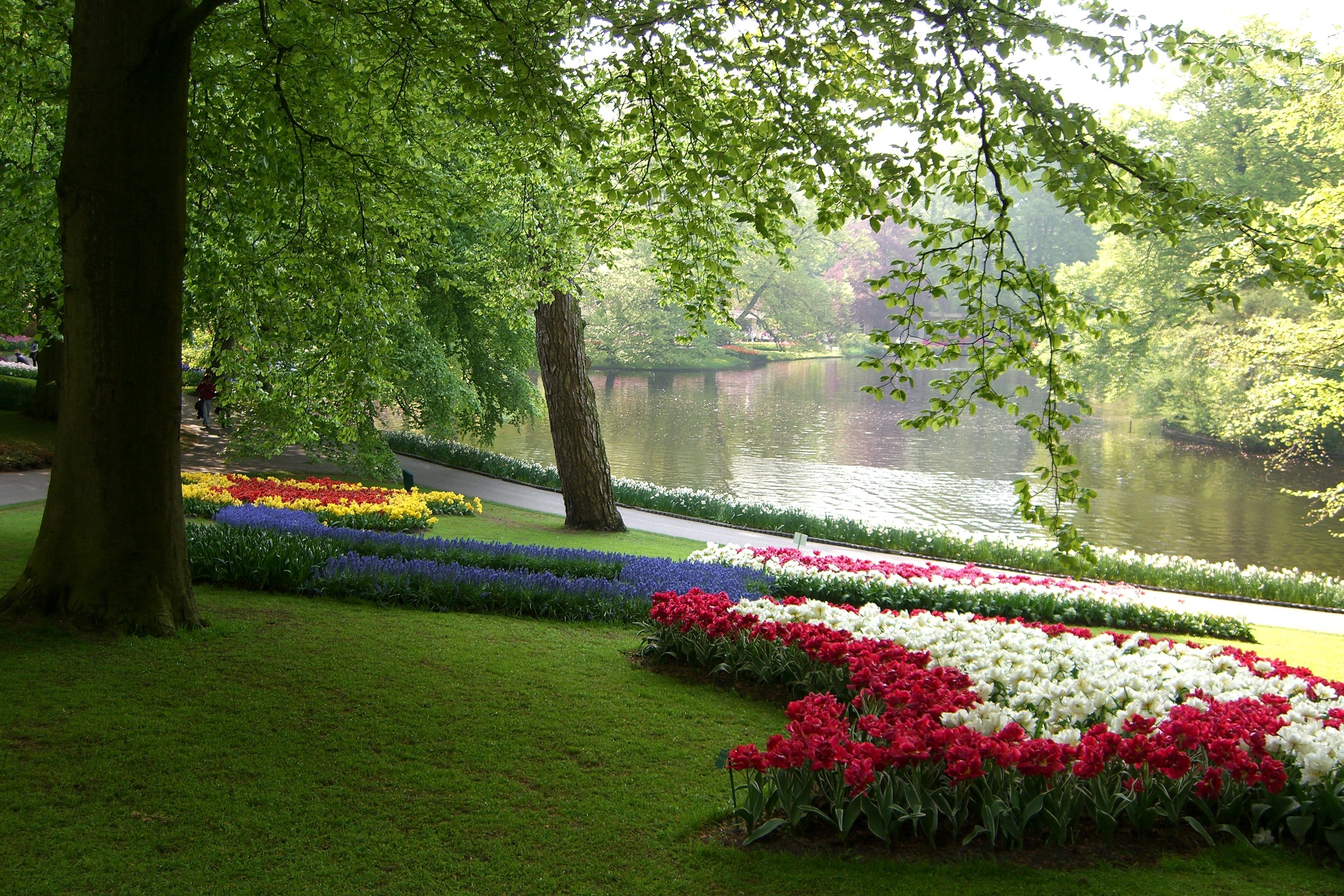 netherlands, Parks, Tulips, Daffodils, Pond, Keukenhof, Grass, Nature Wallpaper