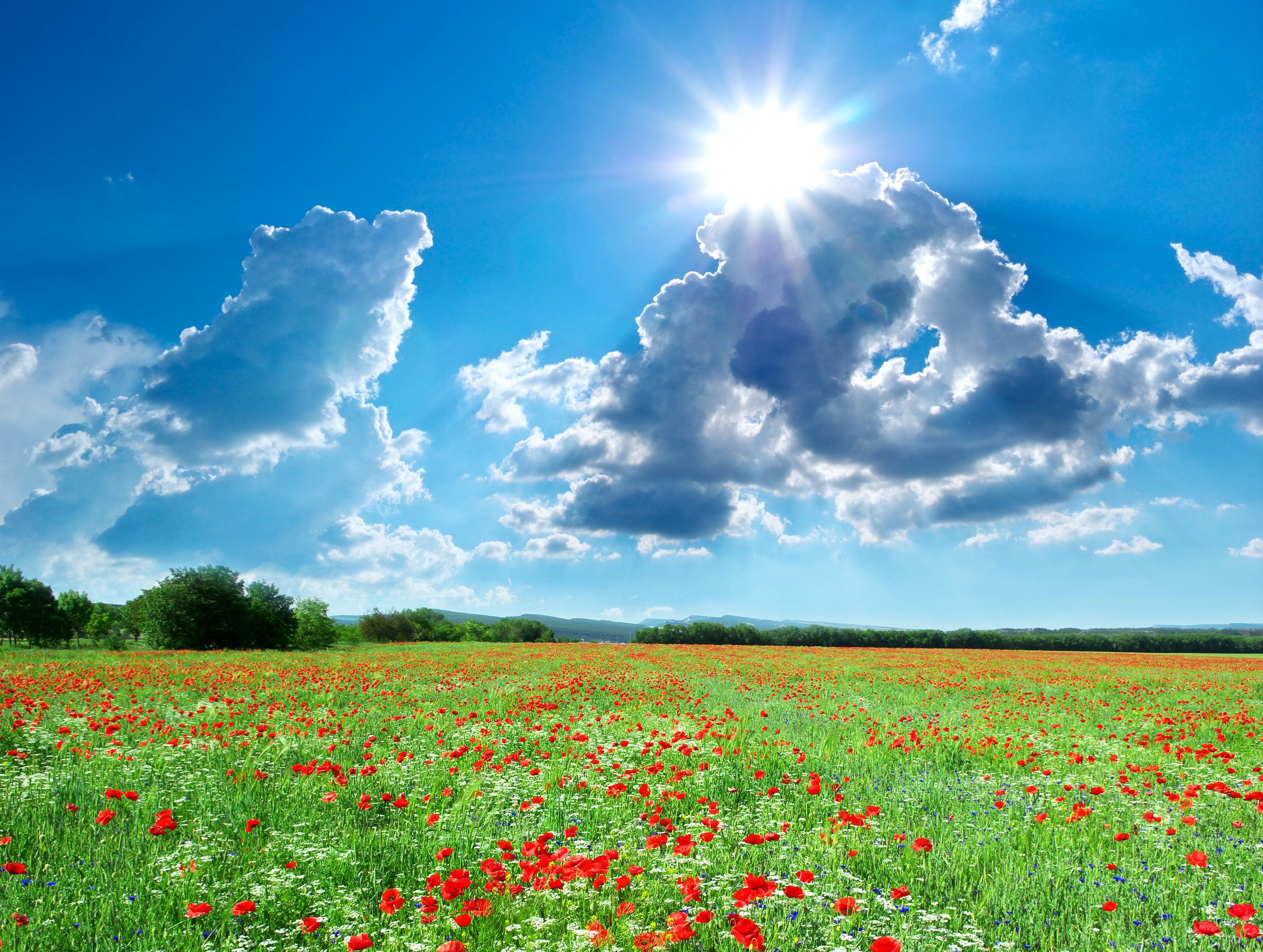 seasons, Summer, Fields, Scenery, Poppies, Sky, Clouds, Sun, Nature Wallpaper